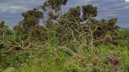 Téléchargez les photos : Arbustes sur la côte sud du Moray Firth à Covesea près de Lossiemouth, Moray, Écosse. - en image libre de droit