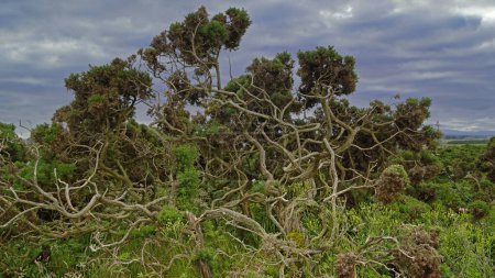 Téléchargez les photos : Arbustes sur la côte sud du Moray Firth à Covesea près de Lossiemouth, Moray, Écosse. - en image libre de droit