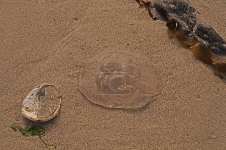 Téléchargez les photos : Petits méduses sur la plage de la dune Helgoland. - en image libre de droit