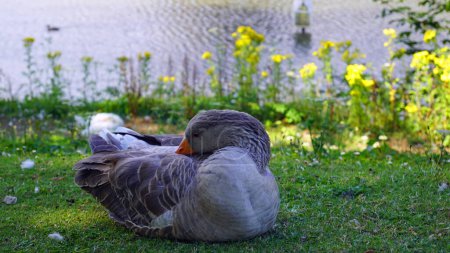 Téléchargez les photos : Oiseaux sauvages autour du château de Caerphilly au Pays de Galles. - en image libre de droit