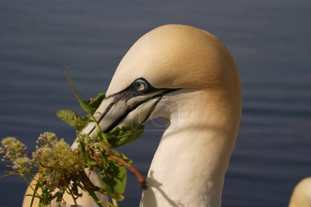 Téléchargez les photos : Gannet with nesting material for the nest for breeding. The gannet, a goose-sized seabird, is the most northerly breeding species in the gannet family - en image libre de droit