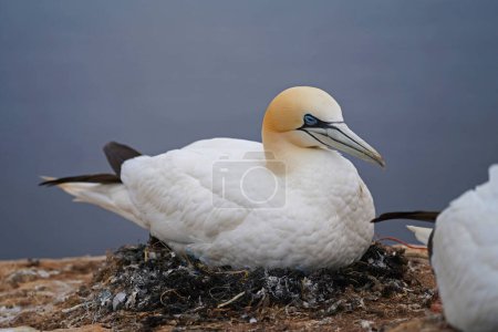 Téléchargez les photos : Gannets in your nest. The gannet, a goose-sized seabird, is the most northerly breeding species in the gannet family - en image libre de droit