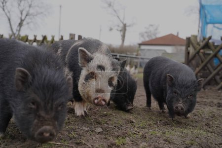 Photo for 1 year old mini pigs and their parents outdoors in Germany - Royalty Free Image