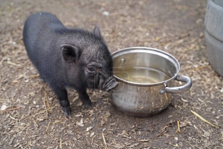 Photo for Mini pigs babies at the first walk outside in Germany - Royalty Free Image