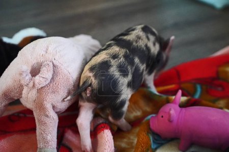 Photo for Pied mini baby pig in hand rearing in Germany - Royalty Free Image