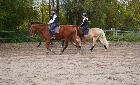 Shooting with horses  - Oldenburg mare  and Rhinelander gelding  - and riders,Haflinger in autumn in bavaria