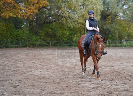 Téléchargez les photos : Red-brown Oldenburg mare and rider training on the riding ground in Bavaria - en image libre de droit