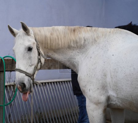Foto de Preparation of white horse before training, from grooming to saddling - Imagen libre de derechos