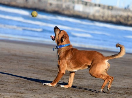 dog running and playing with ball on the beach
