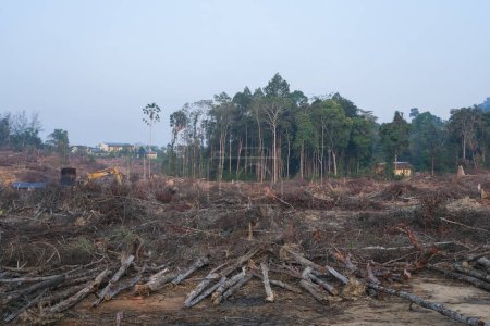 Illegal deforestation areas. Cutting down wood and damaging the environment.