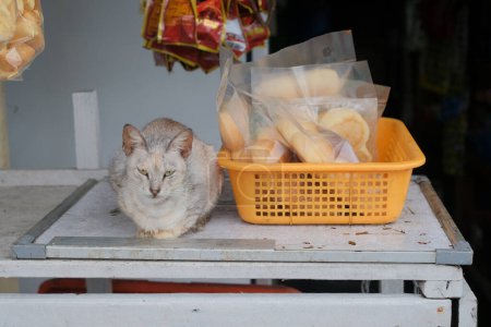 gato doméstico acostado en el mercado local