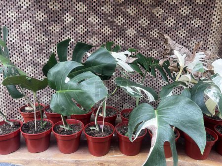 Monstera Albo plant propagation by cuttings