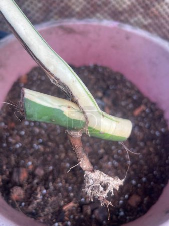 Monstera Albo plant propagation by cuttings