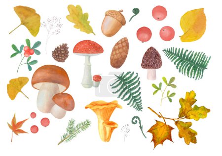 Set of autumn mushrooms, leaves, branches of pine, spruce, strawberries, cones. Watercolor hand drawn botanical illustration on white background. Watercolour elements for textile, wallpaper, wrap.