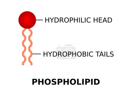 Illustration for Phospholipid with hydrophilic head and hydrophobic tails. Phospholipid molecule structure. Cell membrane component. They form lipid bilayers act as a barrier to protect the cell. Vector illustration. - Royalty Free Image