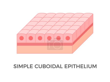 Illustration for Simple cuboidal epithelium. Epithelial tissue types. A single layer of cube-like cells that provide protection and may be active or passive depending on the location. Medical illustration. Vector. - Royalty Free Image
