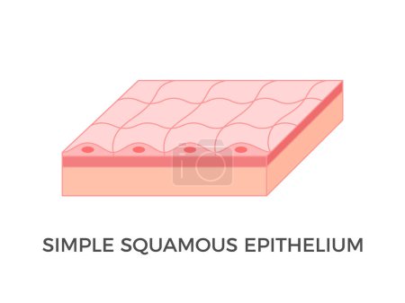 Illustration for Simple squamous epithelium. Epithelial tissue types. A single layer of pavement like cells that lines blood vessels and body cavities. Tessellated epithelium. Medical diagram. Vector illustration. - Royalty Free Image