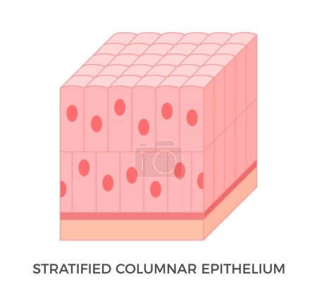 Illustration for Stratified columnar epithelium. Epithelial tissue types. Tall and slender cells with oval-shaped nuclei. It is found in the conjunctiva, pharynx, anus, and male urethra. Medical illustration. Vector. - Royalty Free Image