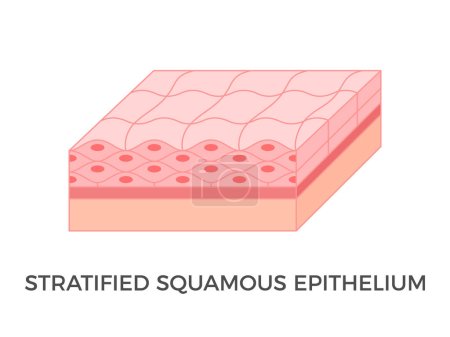 Illustration for Stratified squamous epithelium. Epithelial tissue types. A multiple layer of pavement like cells that lines that protect against invading microorganisms and prevent water loss. Vector illustration. - Royalty Free Image