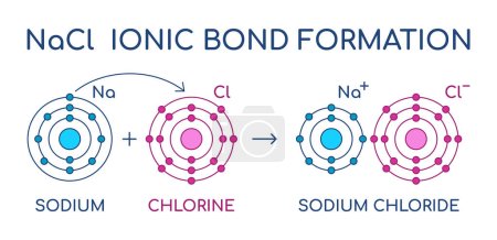 Cloruro de sodio formación de enlaces iónicos. Estructura NaCl. Reacción química de átomos de sodio y cloro. Transferencia electrónica. Fuerza de atracción electrostática. Red cristalina de sal de mesa. Ilustración vectorial. 
