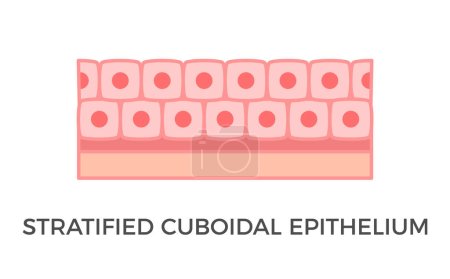 Illustration for Stratified cuboidal epithelium. Epithelial tissue types. Multiple layers of cube-like cells. Occurs in the excretory ducts of sweat glands and salivary glands. Medical illustration. Vector. - Royalty Free Image