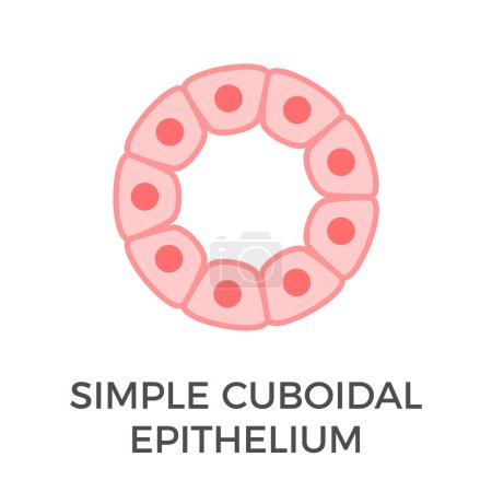 Illustration for Simple cuboidal epithelium. Tubular epithelial cells. A single layer of cube-like cells that provide protection and may be active or passive depending on the location. Medical illustration. Vector. - Royalty Free Image