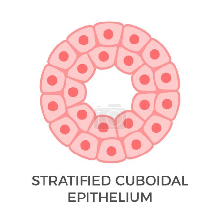 Illustration for Stratified cuboidal epithelium. Tubular epithelial cells. Multiple layers of cube-like cells. Occurs in the excretory ducts of sweat glands and salivary glands. Medical illustration. Vector. - Royalty Free Image