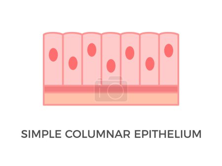 Illustration for Simple columnar epithelium. Epithelial tissue types. Tall and slender cells with oval-shaped nuclei. Lines most organs of the digestive tract like stomach, intestines. Medical illustration. Vector. - Royalty Free Image