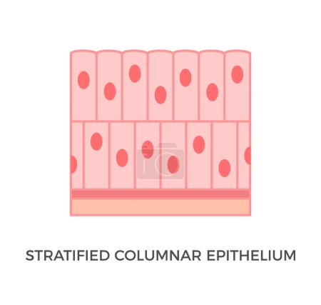 Ilustración de Stratified columnar epithelium. Epithelial tissue types. Tall and slender cells with oval-shaped nuclei. It is found in the conjunctiva, pharynx, anus, and male urethra. Medical illustration. Vector. - Imagen libre de derechos