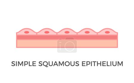Ilustración de Epitelio escamoso simple. Tipos de tejido epitelial. Una sola capa de pavimento como las células que recubren los vasos sanguíneos y las cavidades corporales. Epitelio teselado. Diagrama médico. Ilustración vectorial. - Imagen libre de derechos