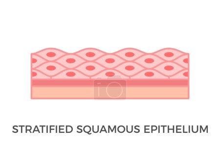 Illustration for Stratified squamous epithelium. Epithelial tissue types. A multiple layer of pavement like cells that lines that protect against invading microorganisms and prevent water loss. Vector illustration. - Royalty Free Image