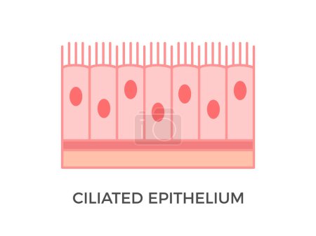 Illustration for Ciliated epithelium. Epithelial tissue types. It performs the function of moving particles or fluid over the epithelial surface. Found in trachea, bronchial tubes, nasal cavities. Vector illustration - Royalty Free Image