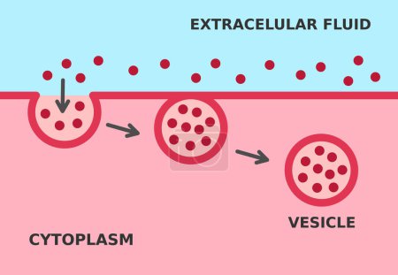 Illustration for Endocytosis process. Cellular mechanism in which substances are brought into the cell. The material is surrounded by cell membrane to form a vesicle containing ingested material. Vector illustration. - Royalty Free Image