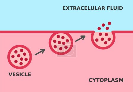 Illustration for Exocytosis process. Cell transports particles out of the cell. Active and bulk transport mechanism that requires energy. Fusion of secretory vesicles with the plasma membrane. Vector illustration. - Royalty Free Image