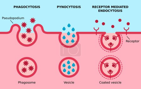 Illustration for Endocytosis. Phagocytosis, pinocitosis, receptor mediated endocytosis. Three major types of endocytosis. Cell eating, cell drinking, receptors coated pit on cell membrane. Vector illustration. - Royalty Free Image