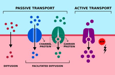 Illustration for Passive and active cell membrane transport. Diffusion, facilitated diffusion, protein transport with ATP. High low, low high concentration gradient. Channel and carrier proteins. Vector illustration. - Royalty Free Image
