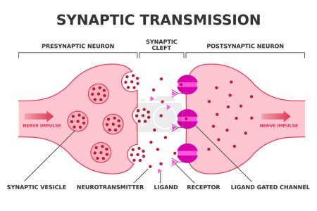 Illustration for Synaptic transmission. Neurotransmission. Nerve impulse transition from presynaptic neuron to postsynaptic neuron. Neurotransmitter release from synaptic vesicle. Ligand gated channel. Vector. - Royalty Free Image