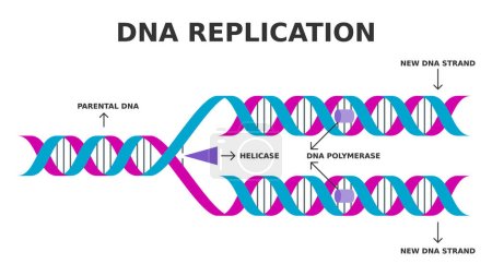 Ilustración de Replicación de ADN. Proceso biológico de producir dos réplicas idénticas de ADN a partir de una molécula de ADN original. Diagrama simplificado. Helicasa y función enzimática de la ADN polimerasa. Ilustración vectorial. - Imagen libre de derechos