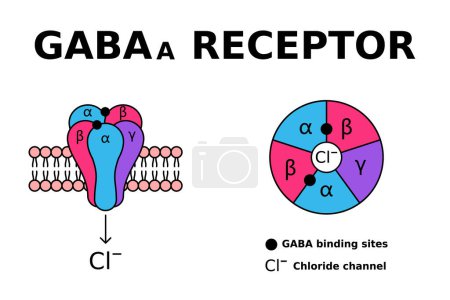 Illustration for GABA receptor. GABAa receptors respond to the neurotransmitter gamma-aminobutyric acid. GABA is known for controlling anxiety, stress and fear. Receptor structure in cell membrane. Vector illustration - Royalty Free Image