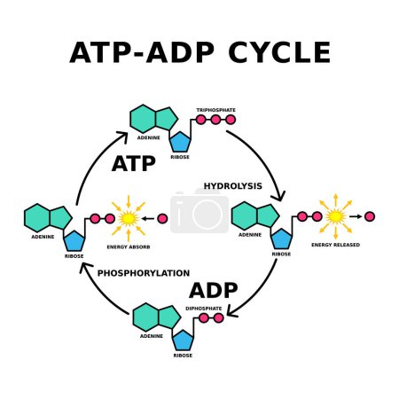 Illustration for ATP ADP cycle. Phosphorylation. Adenosine triphosphate release energy and becomes adenosine diphosphate. ADP can be reversed back into ATP by adding a phosphate. Energy transfer. Vector illustration - Royalty Free Image