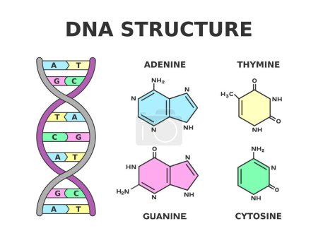 Illustration for DNA chemical structure. Nucleobase pairs produced by nucleotides: adenine is joined to thymine and guanine is joined to cytosine. Building blocks of DNA are nucleotides. Vector illustration. - Royalty Free Image