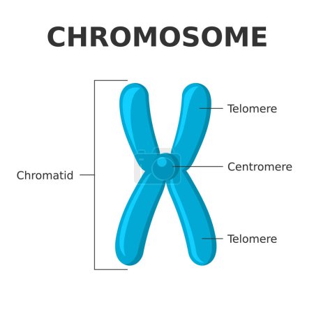 Chromosomenteile. Struktur eines Chromosoms. Zentromer, Telomere, Chromatiden. Diagramm, das Elemente einer fadenartigen Struktur aus Protein und einem einzigen DNA-Molekül zeigt. Vektorillustration.