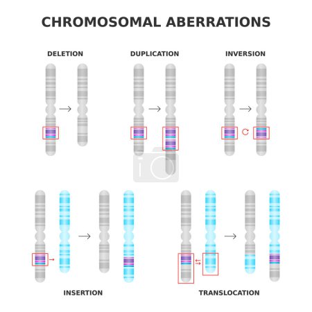 Chromosomal aberrations. Deletion, duplication, inversion, translocation, insertion. Chromosome structure abnormalities, mutations. Medical science diagram. Genetics and DNA. Vector illustration.