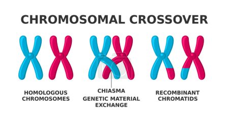 Chromosomal crossover. Exchange of genetic material during meiosis. Crossing over between two homologous chromosomes' non-sister chromatids accounts for genetic variation. Vector illustration. 