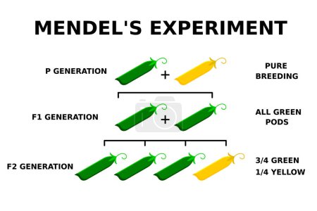 Mendel's experiment with peas. Genetics basics. The Law of Dominance. The Law of Segregation. The Law of Independent Assortment. Principles of inheritance. Study of heredity. Vector illustration. 