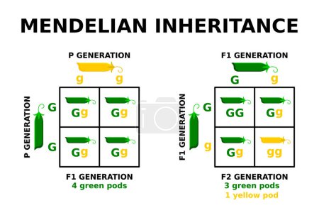 Mendelian inheritance. Punnett square. Genetic cross with known genotypes. Basic principles of genetics. Mendel peas experiment. Probability of inheriting particular traits. Vector illustration. 