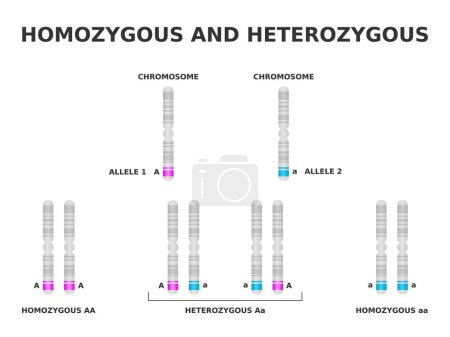 Homozygous and heterozygous. Homozygous has same allele for a particular trait, heterozygous has different. Dominant and recessive gene on chromosome. DNA Genotype combinations. Vector illustration.