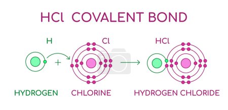 HCl Hydrogen Chloride covalent bond. Molécule diatomique composée d'un atome d'hydrogène H et d'un atome de chlore Cl. Acide chlorhydrique à l'état liquide. Structure atomique de Lewis. Illustration vectorielle. 