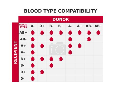 Blutgruppe Kompatibilitätsdiagramm. Tisch mit sich kreuzenden Blutgruppen. Mögliche Kombinationen von Spendern und Empfängern. Infografik mit Möglichkeiten der Bluttransfusion. ABO Blutgruppen. Vektorillustration.