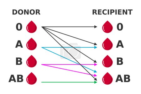 Blood groups. Donor and recipients. Blood type compatibility. Possible combinations. Blood donation match. Arrows show which blood can be used in transfusion for specific group. Vector illustration. 
